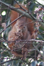 Eichhörnchen-4.jpg